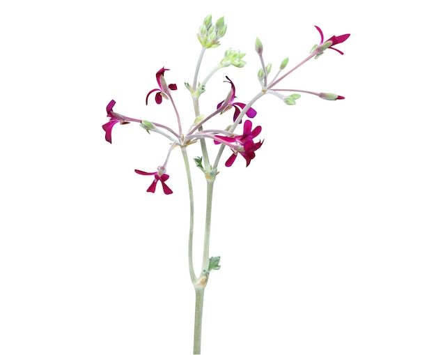 Pelargonium sidoides o geranio africano se utiliza como suplemento dietético y medicina tradicional