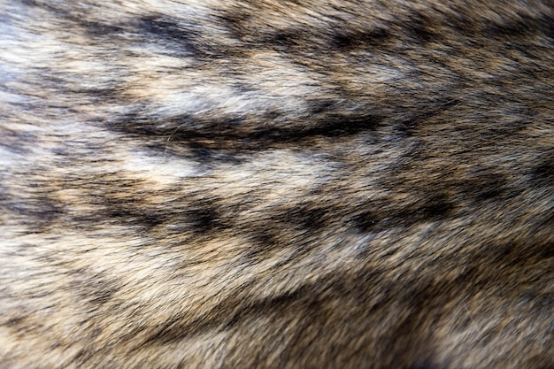 Foto pele de civet de palmeira asiática