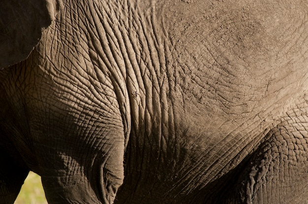 Foto pele de elefante