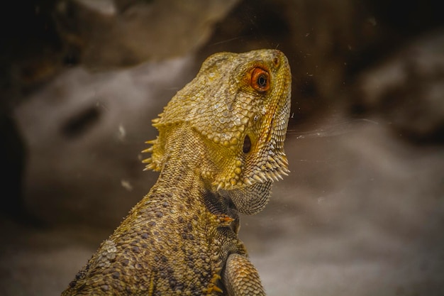 pele de lagarto escamosa descansando ao sol