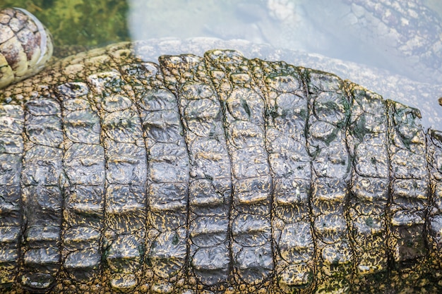 Pele de textura de crocodilo com fundo de água