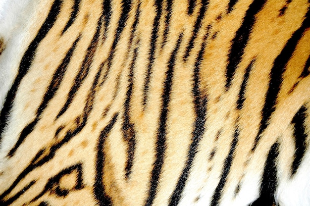 Foto pele de tigre de bengala