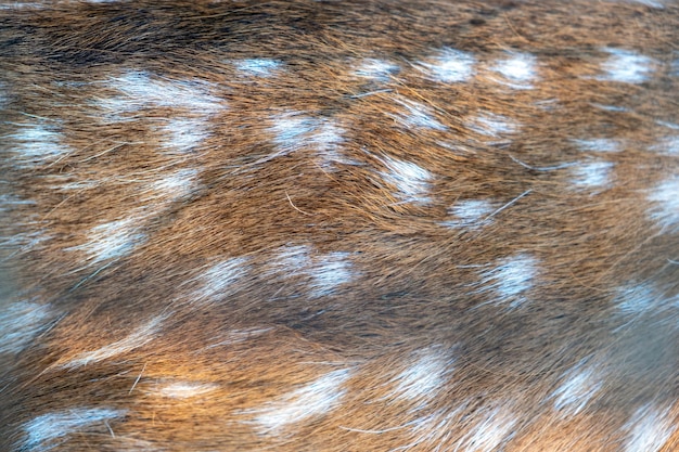 Pele de veado vermelho com mancha branca Cervus elaphus fundo Couro natural de mamífero selvagem