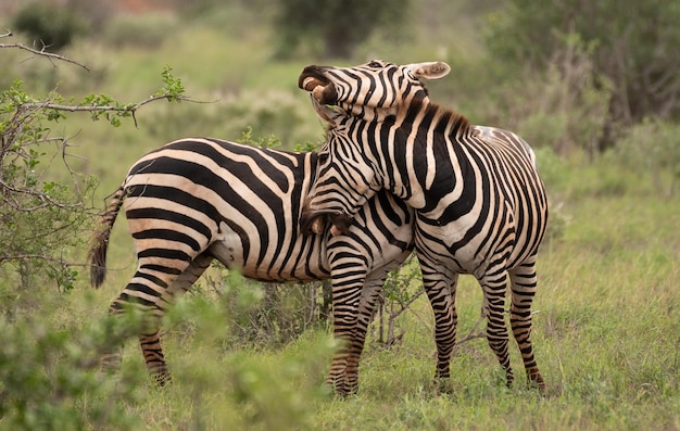 Pelea de cebras en el parque nacional Masai Mara, Kenia