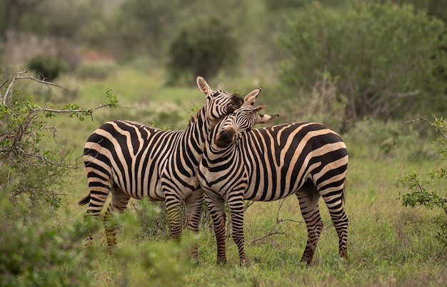 Pelea de cebras en el parque nacional Masai Mara, Kenia