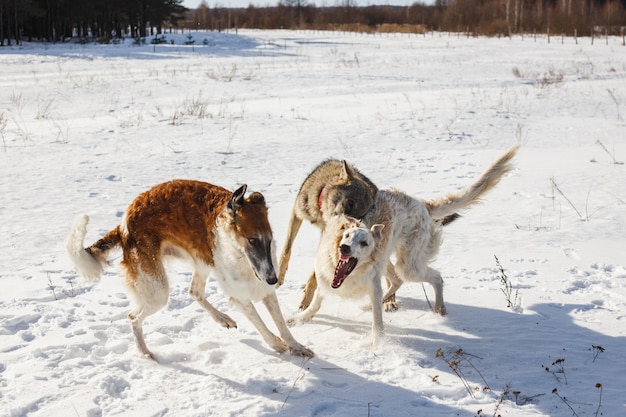 Pelea de dos perros de caza de un perro y un lobo gris en un campo nevado.