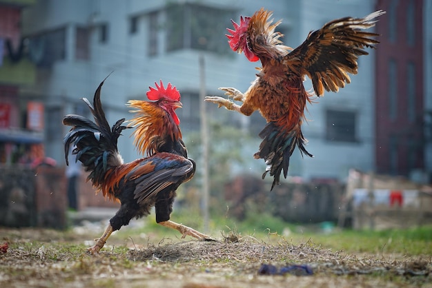 Foto pelea de gallos tradicional de chittagong en bangladesh