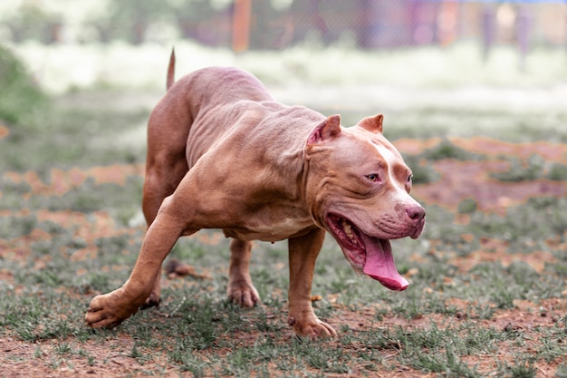 Pelea de perros en el parque a pasear