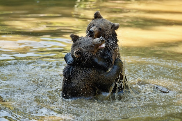 Pelea de verano entre los hermanos osos Ursos arctos