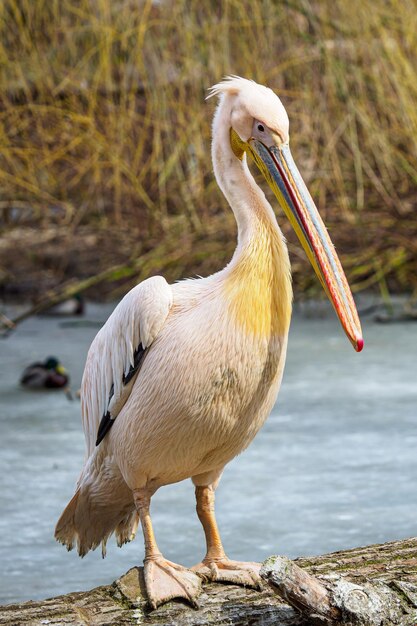 Foto pelecanus onocrotalus também conhecido como pelicano branco oriental, pelicano rosa ou pelicano branco