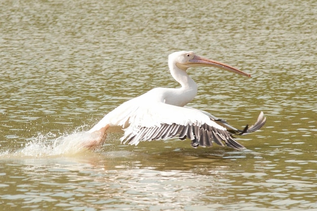 Pelecanus pelecanedae é uma grande ave aquática