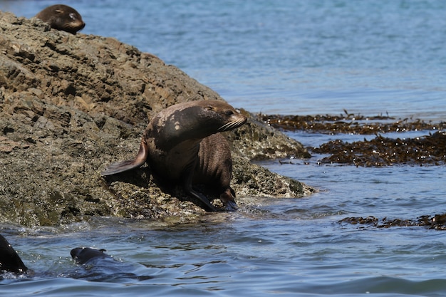 Foto peles de foca sul-americanas