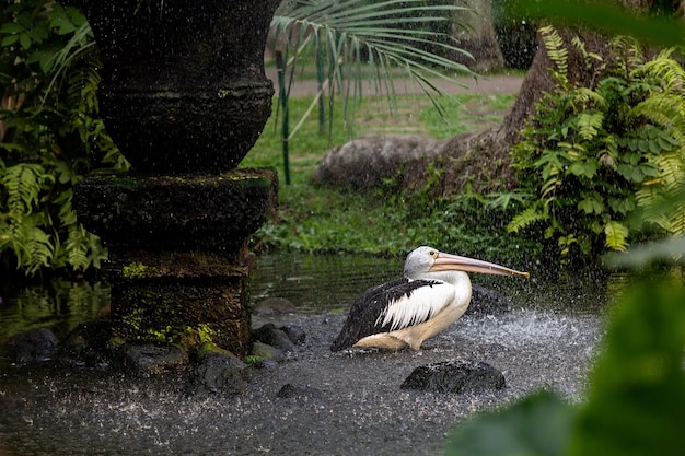 Pelican se para en el agua bajo la lluvia