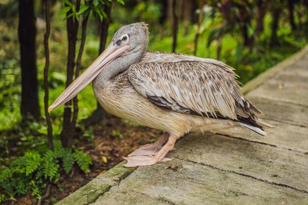 Pelican camina por el sendero del parque