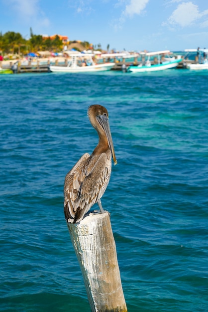 Pelican caribeño en un polo de playa