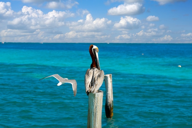 Foto pelican caribeño en un polo de playa