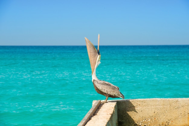 Pelican se encuentra en un muelle con un hermoso y exótico mar azul. Una escena de muelle sereno tropical con el Mar Caribe.