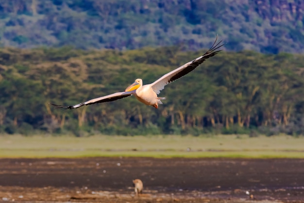 Pelican está voando sobre o lago. Nakuru, Quênia