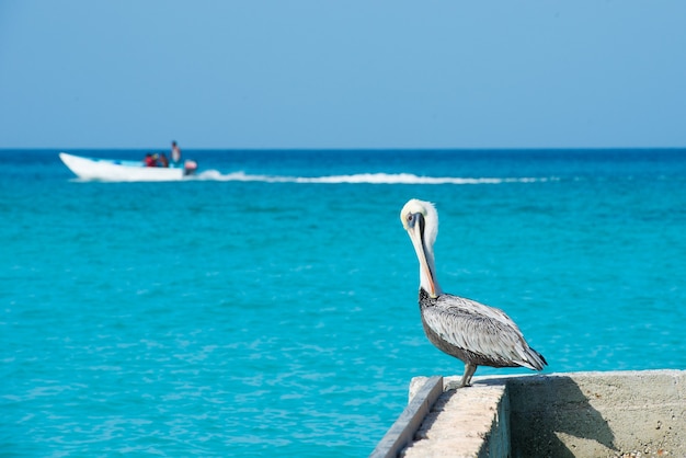Pelican fica em um píer com um belo mar azul exótico. Uma cena tropical de cais sereno com o Mar do Caribe.