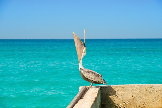 Foto pelican fica em um píer com um belo mar azul exótico. uma cena tropical de cais sereno com o mar do caribe.