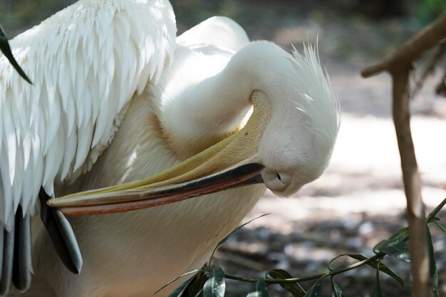 Pelican limpa asas