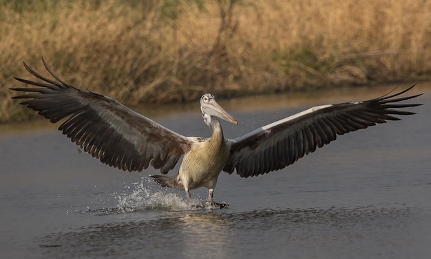 Pelican mientras vuela hacia el estanque