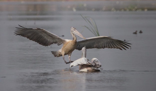 Pelican mientras vuela hacia el estanque