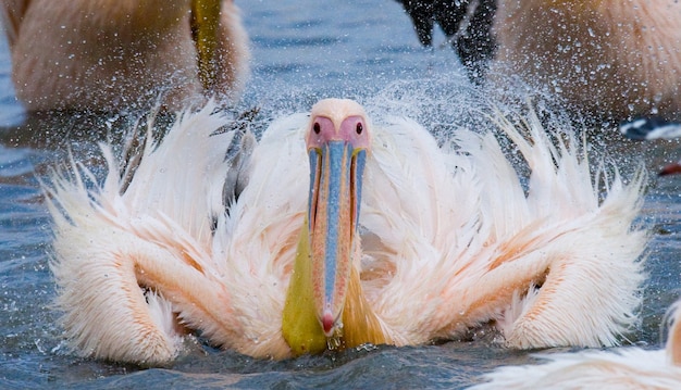 Foto pelican está nadando en el agua en todo el rocío de.