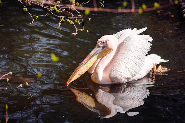 Pelican no lago Water no parque zoológico, Close-up. Grande Pelicano Oriental Branco. Pelecanus onocrotalus.