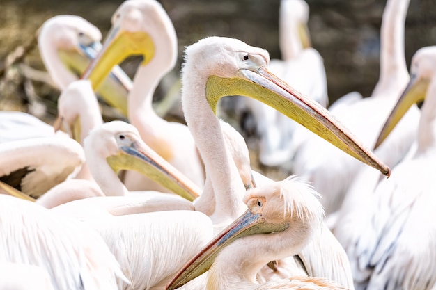 Pelican o Pink Pelican grupo o familia al aire libre.