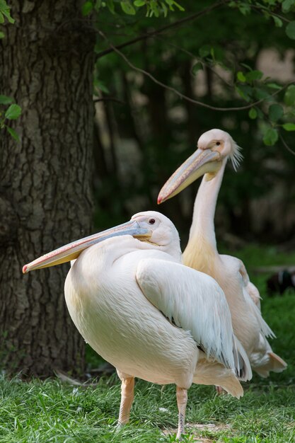 Pelican oder Pink Pelican Gruppe