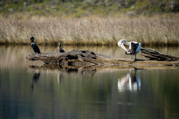 Pelican pn un registro en un lago en el interior de Australia