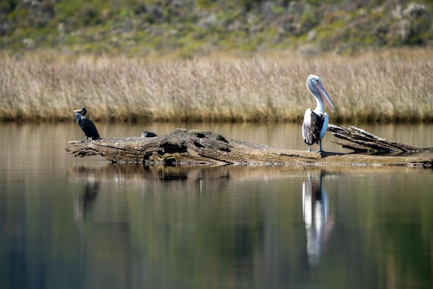 Pelican pn un registro en un lago en el interior de Australia