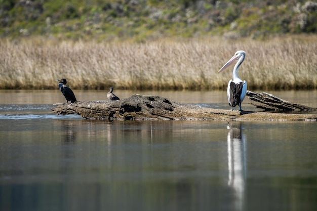 Pelican pn um log em um lago no interior da austrália