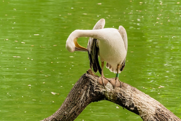 Pelican se sienta en un tronco de cerca