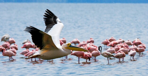 Pelican vuela bajo sobre el lago.