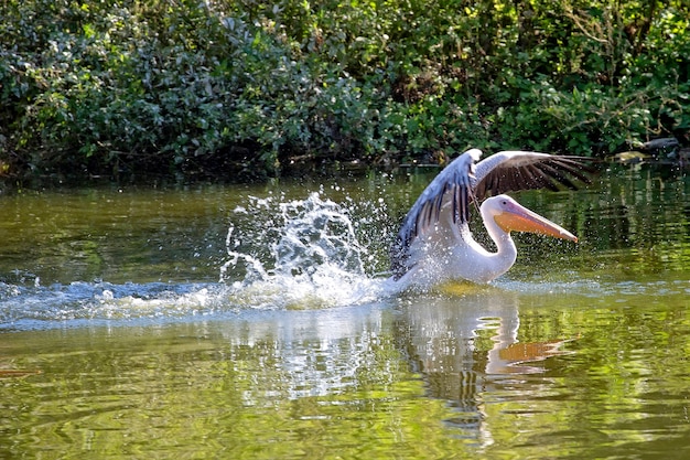 Pelícano en el agua en la naturaleza