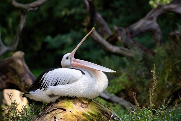 Foto pelicano australiano pelecanus conspicillatus com bico aberto