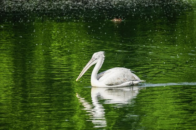 pelícano blanco flotando en la superficie verde del agua