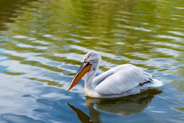 Un pelícano blanco nada en un estanque en una reserva de biosfera