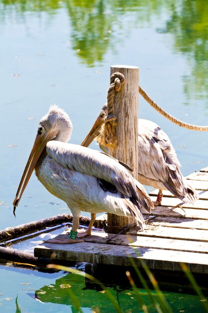 Pelícano blanco (Pelecanus crispus) en el río