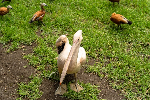 Foto pelicano branco com patos no zoológico nacional