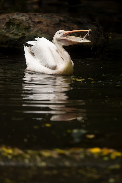 Pelicano branco comendo um peixe na água