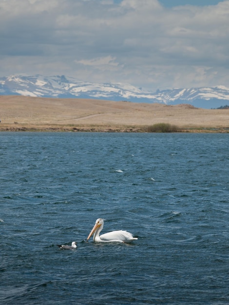 Pelicano-branco na água no reservatório de Eleven Mile, Colorado.