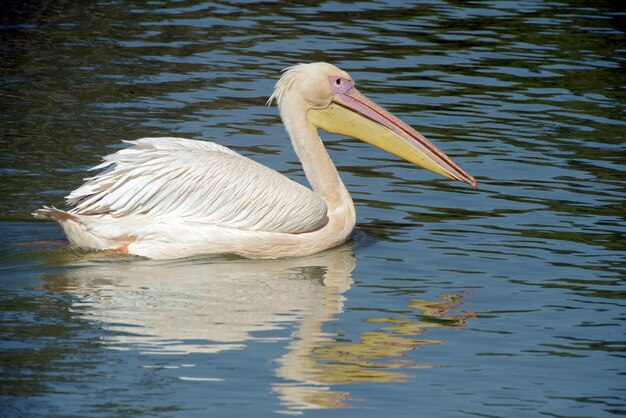 Pelicano branco nadando no lago azul