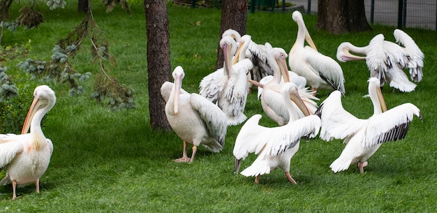 Foto pelicano-branco, pelecanus onocrotalus, também conhecido como pelicano-branco-oriental