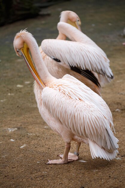 Pelicano branco Pelecanus onocrotalusxA