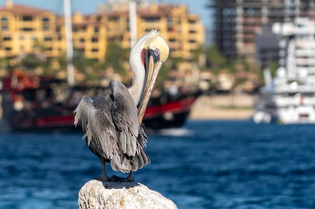 Pelícano en cabo san lucas méxico