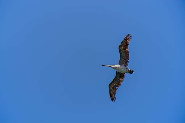 Pelicano café (Pelecanus occidentalis)