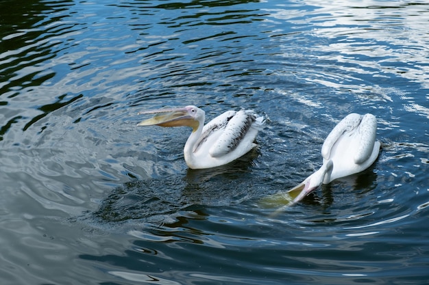 Pelicano com recipiente de plástico em seu bico produto da poluição Pássaro pode engolir detritos e morrer